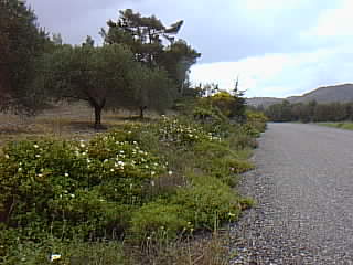 Mesanagros