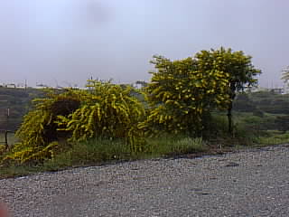 Mesanagros