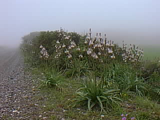 Mesanagros