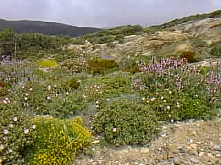 Mesanagros